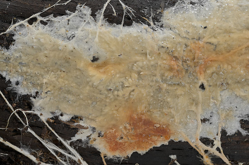 Phanerochaete velutina